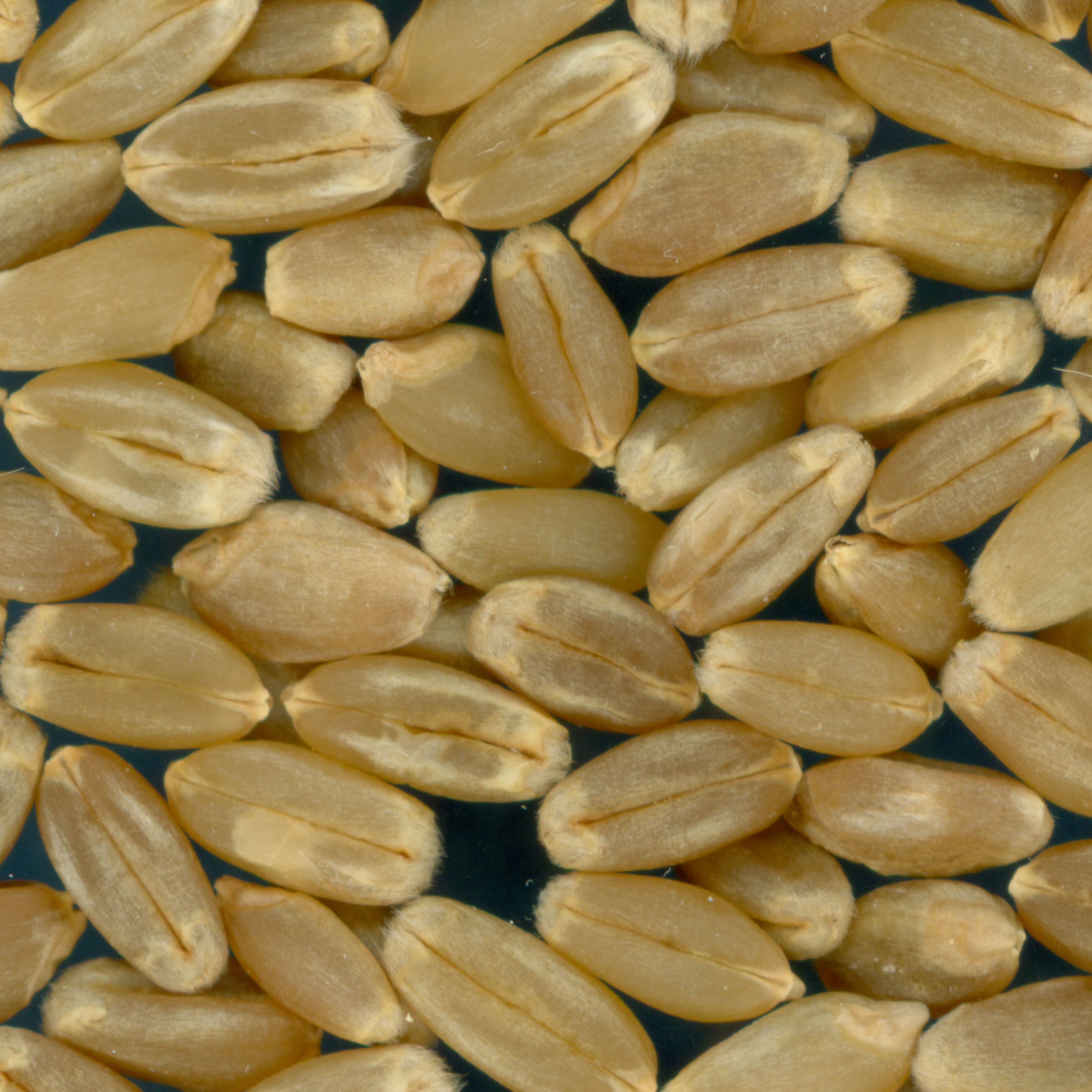 KERNELS